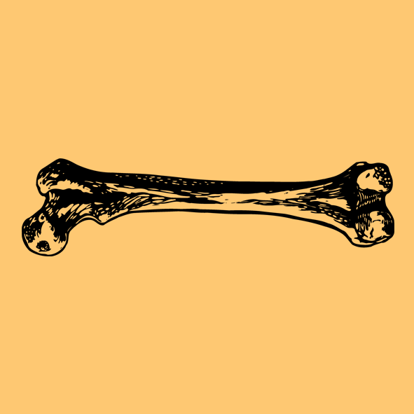 femur_bone