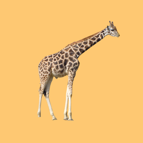 giraffe